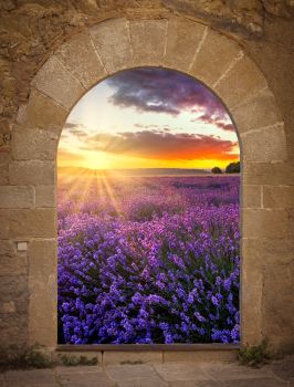 Tuindoek Lavendeltuin- Tuinposter Bloem - Tuindecoratie Deur